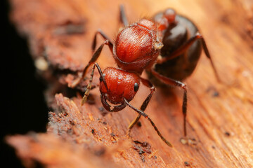 Ant