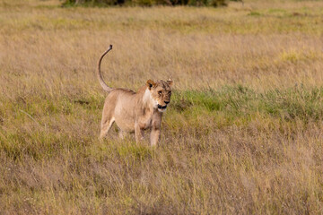 Naklejka premium Female Lioness Stalking Hunting Prey in a Field of Tall Grass in the Savanna,, Amboseli National Park, Kenya Africa 