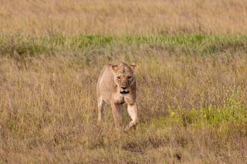 A Female Lioness on the Hunt, Walking in a Vast Field of Brown Grass in the Savanna of Amboseli National Park, Kenya, Africa