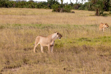 Two Female Lionesses on the Hunt in a Vast Field of Brown Grass in the Savanna of Amboseli National Park, Kenya, Africa