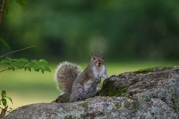 Gray Squirrel Perched on Moss-Covered Rock in Backyard