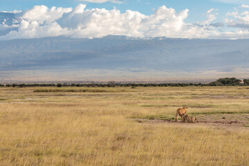 Obraz premium Panorama of Two Lionesses Resting in a Field of Grass in the Savanna in Front of Mount Kilimanjaro, Amboseli National Park, Kenya, Africa