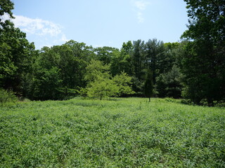 Open Green Meadow