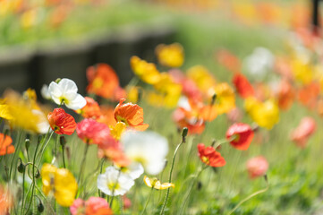 満開のポピー畑