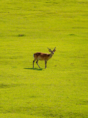Naklejka premium 新緑の芝が広がる若草山と鹿