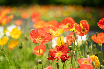 満開のポピー畑