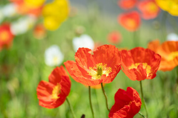 満開のポピー畑