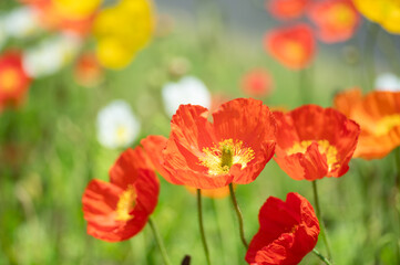 Obraz premium 満開のポピー畑