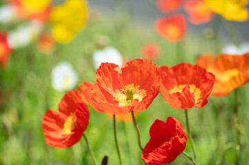 Fototapeta premium 満開のポピー畑