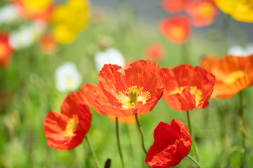 満開のポピー畑