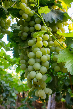 bunch of grapes