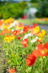 Fototapeta premium 満開のポピー畑