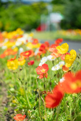 満開のポピー畑