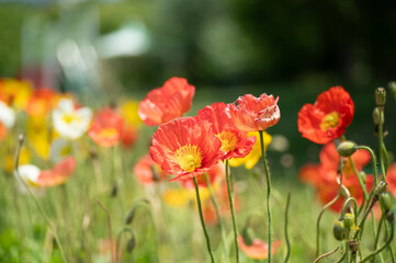 Obraz premium 満開のポピー畑