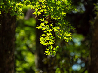 鮮やかな青紅葉
