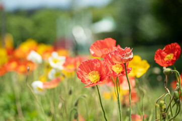 満開のポピー畑