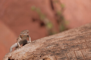 Lizard at Montezuma's well in Sedona, Arizona