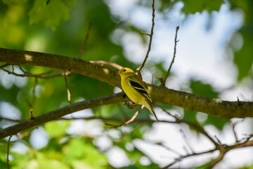 Yellow Finch Perched on an Oak Tree Branch in Spring