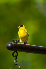Yellow Finch Perched on an Bird Pole in Spring
