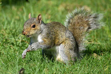 Closeup of Gray Squirrel Foraging in Sunlit Garden