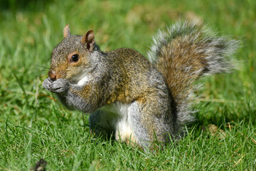 Closeup of Gray Squirrel Foraging in Sunlit Garden