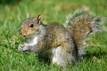 Closeup of Gray Squirrel Foraging in Sunlit Garden