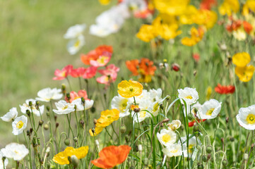 満開のポピー畑