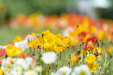 Obraz premium 満開のポピー畑