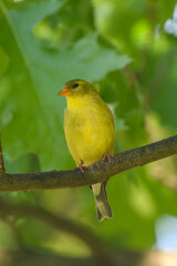 Yellow Finch Perched on an Oak Tree Branch in Spring