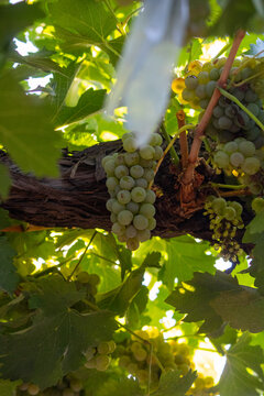 grapes in the vineyard