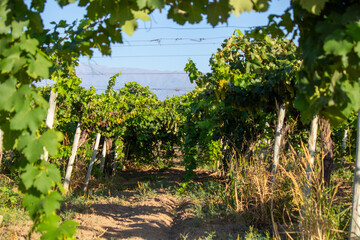 vineyard