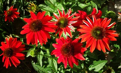 A red flowers with large petals - Echinacea , coneflower - varieties , Sombrero Salsa Red