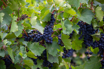 bunch of grapes