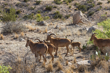 Barbary sheep herd in the wild