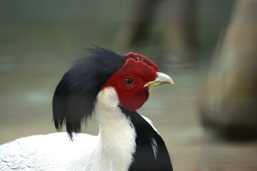 Naklejka premium atlantic puffin bird