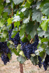 Viña uvas tintas