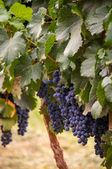 red wine grapes