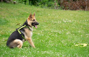 Young German Shepherd dog