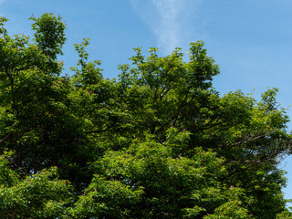 Obraz premium 青空と青紅葉