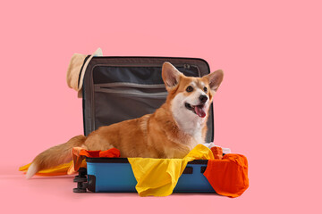 Cute Corgi dog in suitcase on pink background. Travel concept