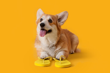 Cute Corgi dog with flip-flops on yellow background. Travel concept