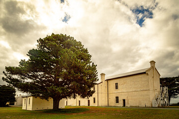 old tree in the village