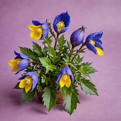 Blue and Yellow Flowers in a Pot