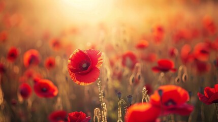 Red Poppy Field Banner: Symbol of Remembrance and ANZAC Day