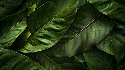 A close up of green leaves with a mood of serenity and calmness