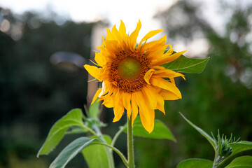 Obraz premium View of the sunflower in the garden