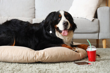 Cute Bernese mountain dog with tablet and cup of soda lying at home