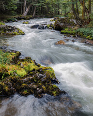 River in the Woods, Ushuaia, Patagonia, Argentina