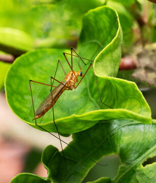 Crane fly with long brownish yellow body, elongated black legs, and large black eye is standing on a green hibiscus leaf.