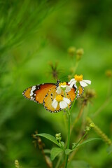 Close-up of colorful butterfly